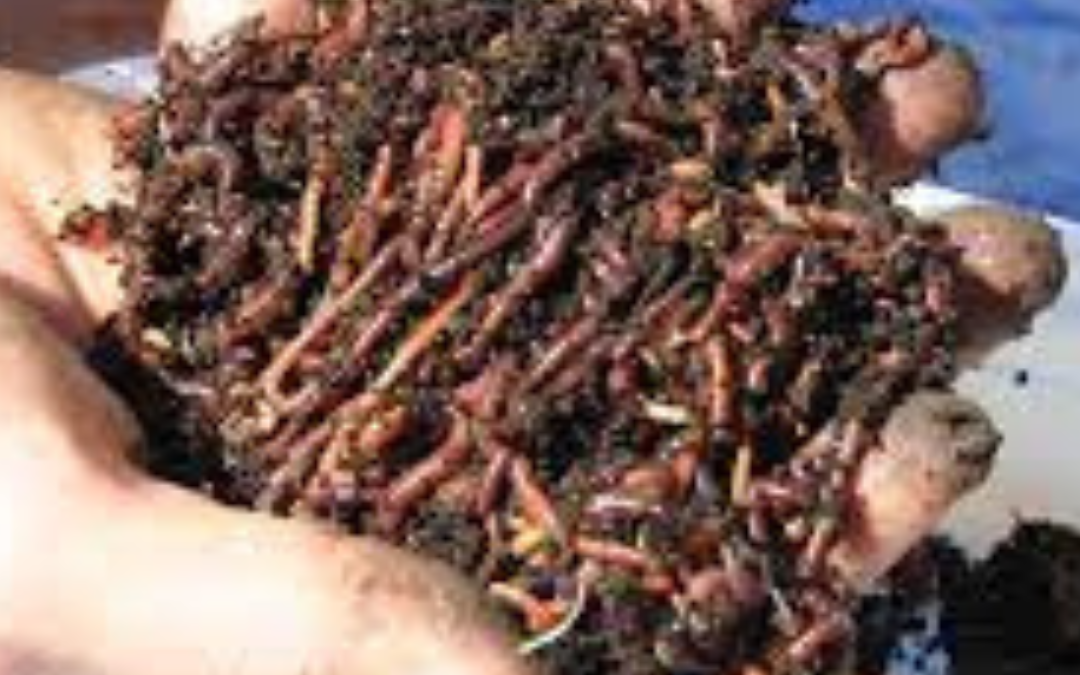 Vermicomposting grants.pranabusiness.co