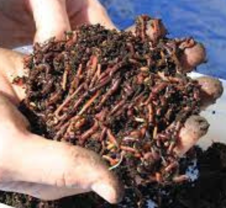 Vermicomposting grants.pranabusiness.co